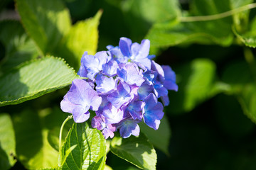 紫色のあじさいの花のアップ	
