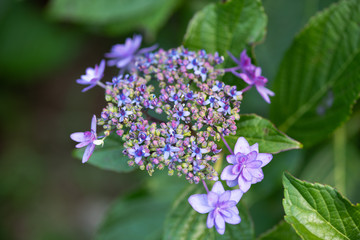 Fototapeta na wymiar 紫色のあじさいの花のアップ 