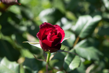 赤いばら「熱情」の花のアップ