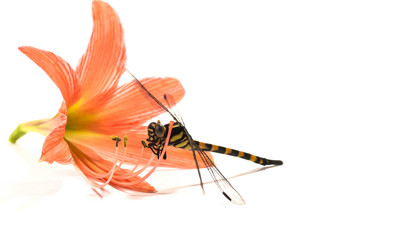 Dragonfly, flower, sight, watch the enemy