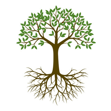 Green Spring Tree with Root. Vector Illustration.