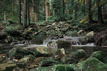 Brook or creek in nature pine Scandinavian mountain forest in evening light. Wet cold rock stones covered with northern moss. Nordic spruce tree forest background. Travel concept. Landscape view.