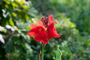 赤いカンナの花のアップ