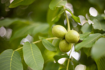 Walnut on a branch, summer harvest background