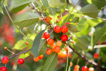 Fototapeta premium Red cherries on a brancj, beautiful summer day, background