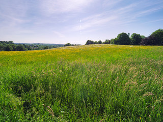 Fototapeta premium Sunny spring countryside,Northern Ireland