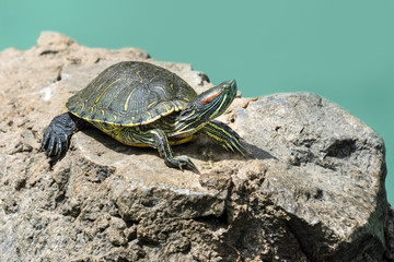 Close up of stripe necked terrapin turtle on a rocky stone with raised head - concept nature environment animal pet reptile protection zoo beauty life