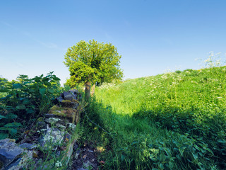Sunny spring countryside,Northern Ireland