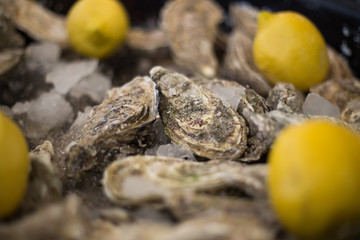 Oysters with lemons on ice