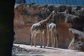 Giraffen