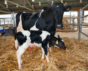 A newborn calf and cow on the farm.