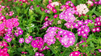 Fototapeta premium Colorful Phlox drummondii flower in a garden.