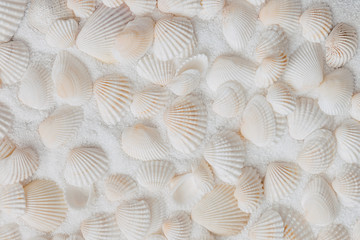 maritimer Hintergrund aus vielen hellen,weißen Muscheln, draufsicht