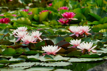 Nymphaea ( water lilies) - waterlily , Aquatic vegetation, water plants
