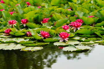 Nymphaea ( water lilies) - waterlily , Aquatic vegetation, water plants
