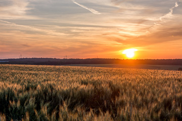 Weizenfeld bei Sonnenuntergang