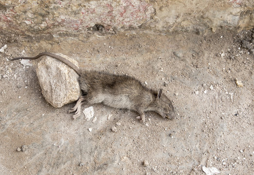 Wild Rat on the Ground Dead Rat in a Street