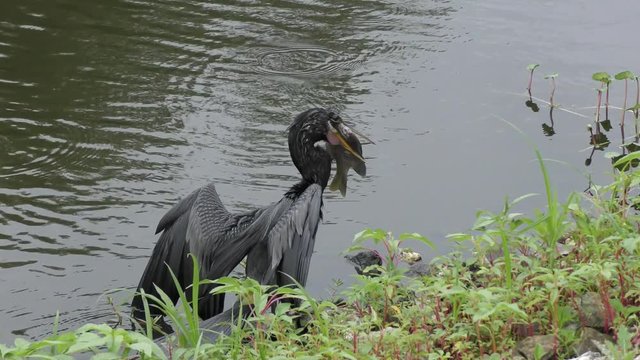 anhinga with a large fish near Florida lake