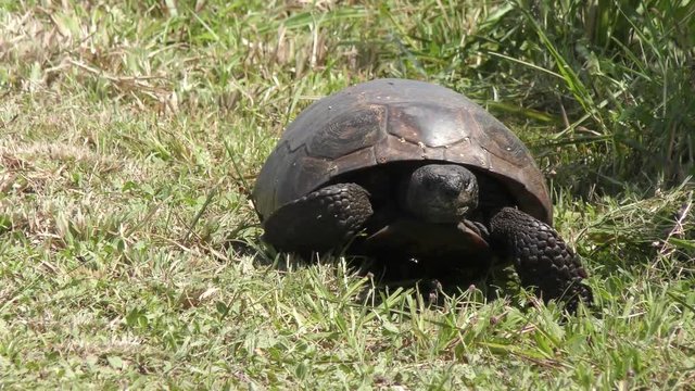 Gopher Tortoise walks towards camera in Florida wetlands