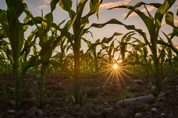 Sonnenuntergang im Kornfeld