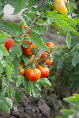Tomatoes on vine