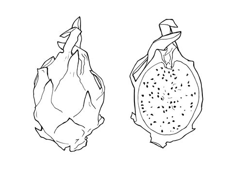 vector line illustration of pitaya. Isolated dragon fruit for label, menu, icon. Black line sketched hand painted fruits on white background. Whole and half of pitahaya