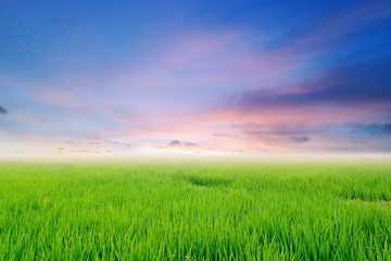 Fototapeta na wymiar rice field with dramatic sky 