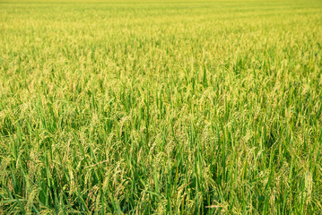Rice field