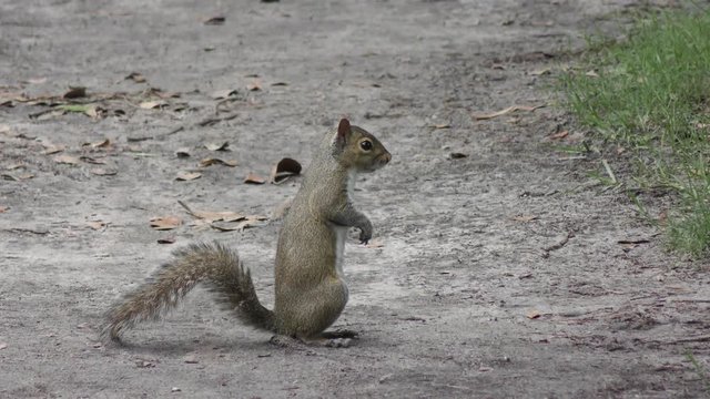 squirrel on a trail