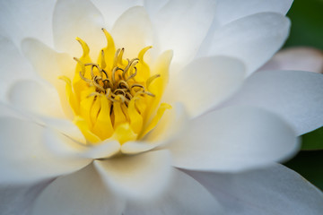 Obraz premium Makro einer weissen Seerose mit gelber Blüte