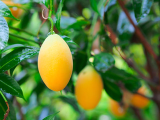 Fresh ripe marian plum or plango hanging on tree with freshness vibes background,Thai fruit.