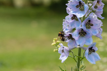 Lila Blume mit Biene am Bestäuben