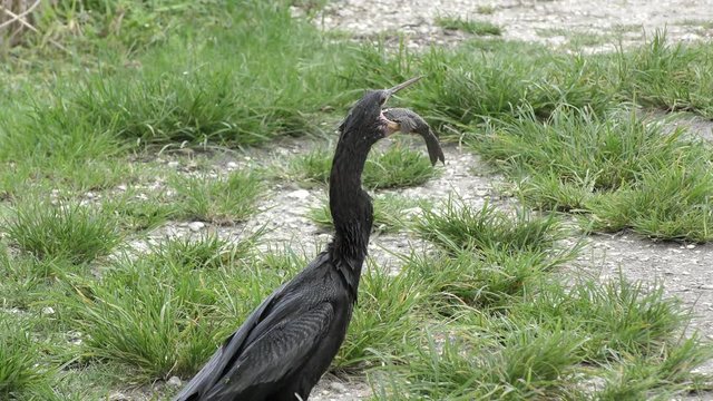anhinga feeds on fish