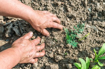 dirty hands in the ground closeup against the backdrop of a garden