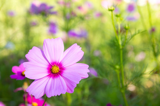 Pink color cosmos flower on green background