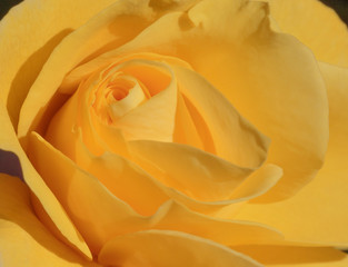 close up of yellow rose flower