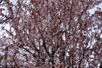 plum blossom in spring; trees with pink flowers