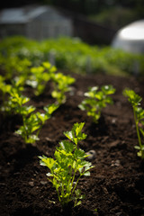Rows of Seedling Plants Growing in Soil With Greenhouses in the Background in Scotland