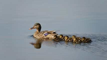 Entenküken im Wasser © Omm-on-tour