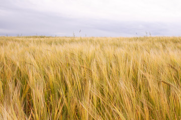 green field of wheat