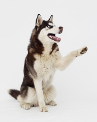 Siberian husky breed dog gives a paw