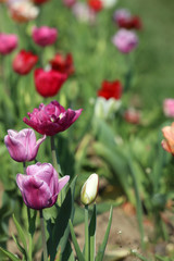 Blühende Tulpen in einem Tulpenbeet