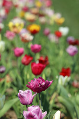 Blühende Tulpen in einem Tulpenbeet