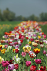 Bl&uuml;hende Tulpen in einem Tulpenfeld