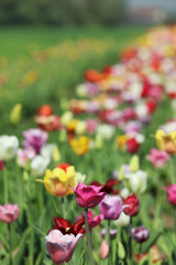 Blühende Tulpen in einem Tulpenfeld