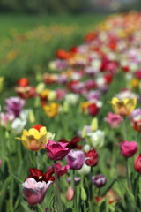 Obraz premium Blühende Tulpen in einem Tulpenbeet