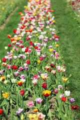 Obraz premium Blühende Tulpen in einem Tulpenbeet