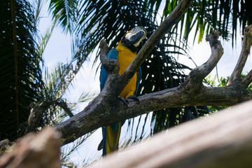 A blue-yellow Macaw parrot sitting on a branch and curiously looking towards the camera with a head...