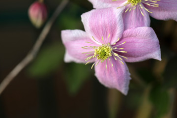 Fototapeta premium Blühende rosa Clematis 