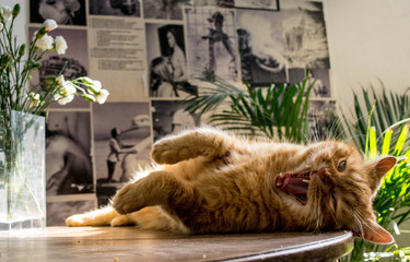 lazy orange (ginger) british cat yawning on a wooden table in a hipster decorated kitchen